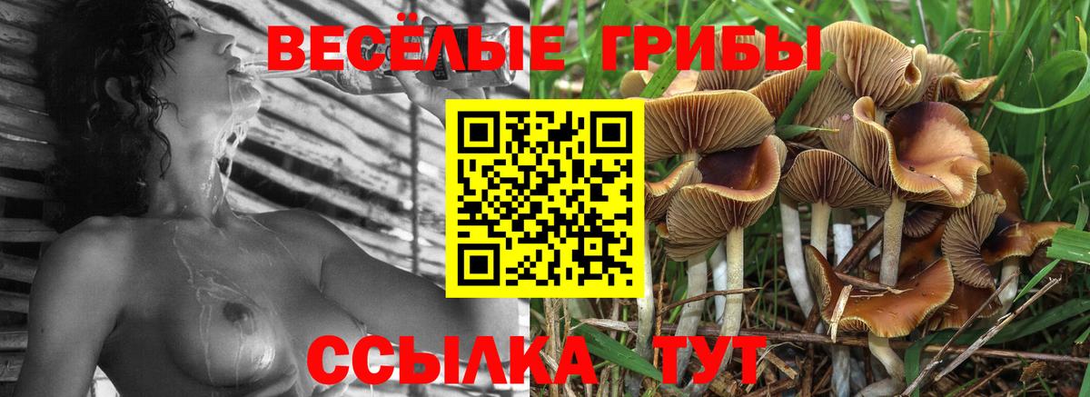 Галлюциногенные грибы Psilocybe Муром